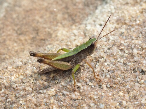 Short-winged Green Grasshopper photo 6