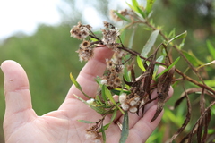 author not stated, no rights reserved Baccharis salicifolia, photograph author not stated, no rights reserved