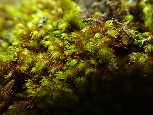 Andreaea nivalis observed 2026-09-18