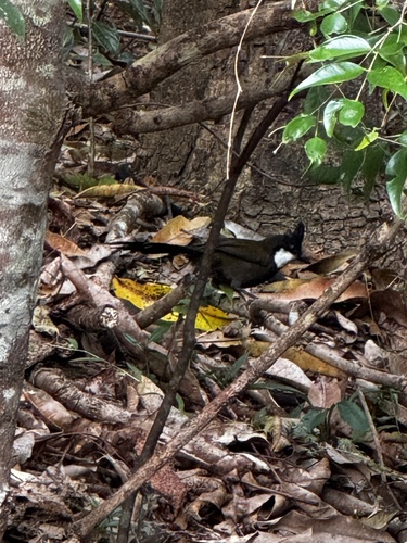 Eastern Whipbird