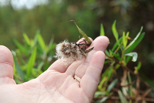 Baccharis salicifolia, photograph 3