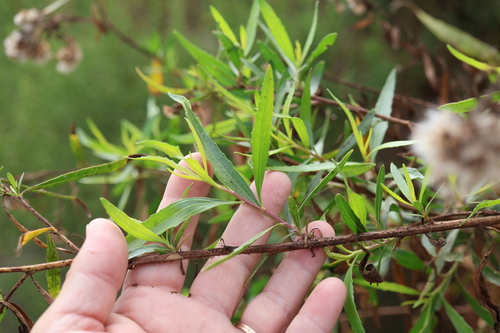 Baccharis salicifolia, photograph 4