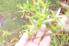 author not stated, no rights reserved Baccharis salicifolia, photograph author not stated, no rights reserved