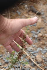 Isocoma menziesii, photograph author not stated, no rights reserved