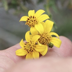 Bahiopsis laciniata, photograph author not stated, no rights reserved