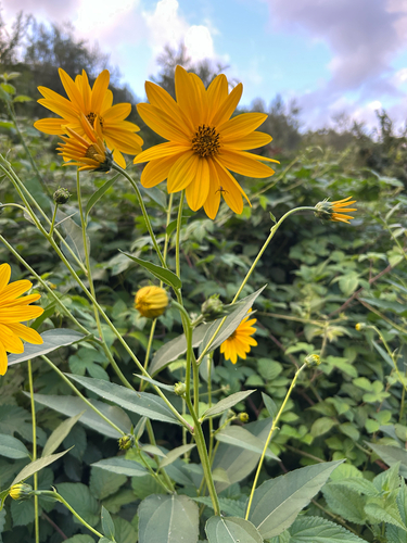 Jerusalem artichoke