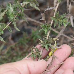 Bahiopsis laciniata, photograph author not stated, no rights reserved