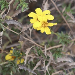Bahiopsis laciniata