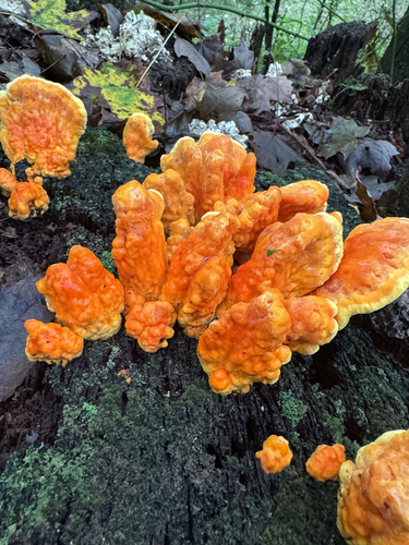 chicken of the woods