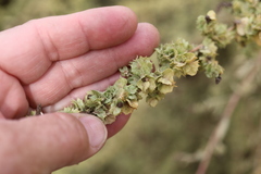 Atriplex canescens, photograph author not stated, no rights reserved