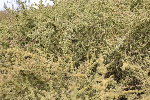 Atriplex canescens, photograph 5