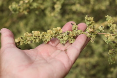 Atriplex canescens, photograph author not stated, no rights reserved