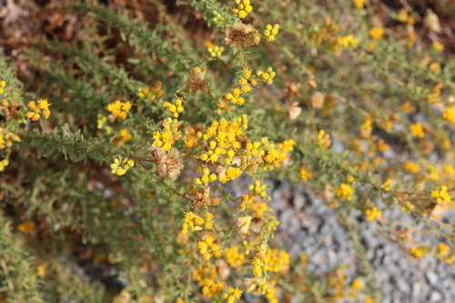 Isocoma menziesii, photograph 4