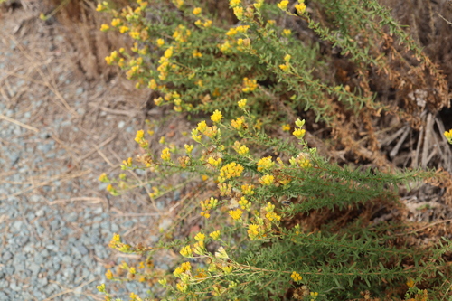 Isocoma menziesii, photograph 5