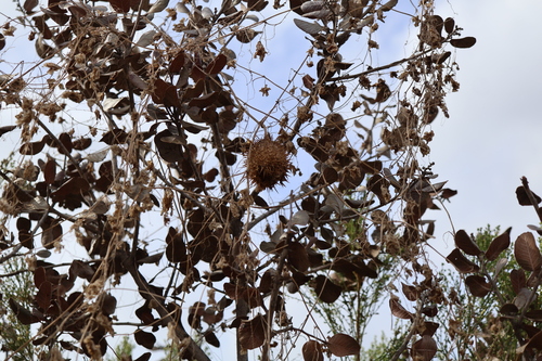 Marah macrocarpa