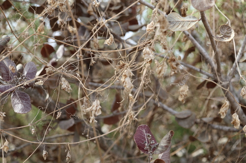Marah macrocarpa, photograph 1