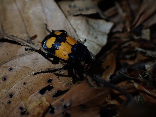 Lesser Vespillo Burying Beetle