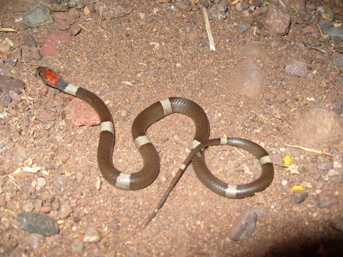 Photo of a False Cat-eyed Snake (Pseudoleptodeira latifasciata)