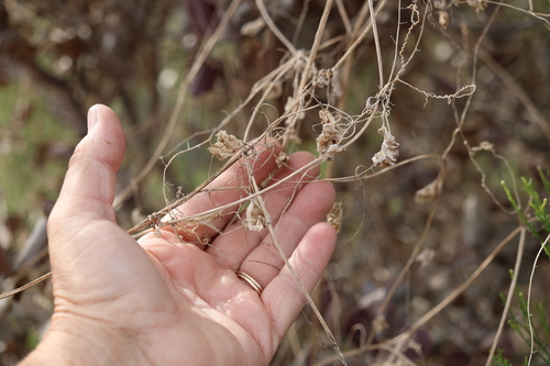 Marah macrocarpa, photograph 2
