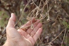 Marah macrocarpa, photograph author not stated, no rights reserved