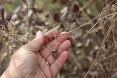Marah macrocarpa, photograph author not stated, no rights reserved