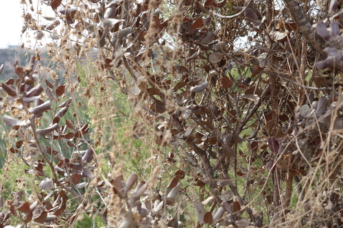 Marah macrocarpa, photograph 4