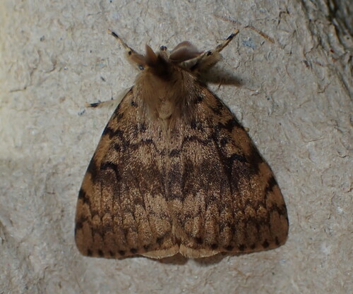 Spongy Moth