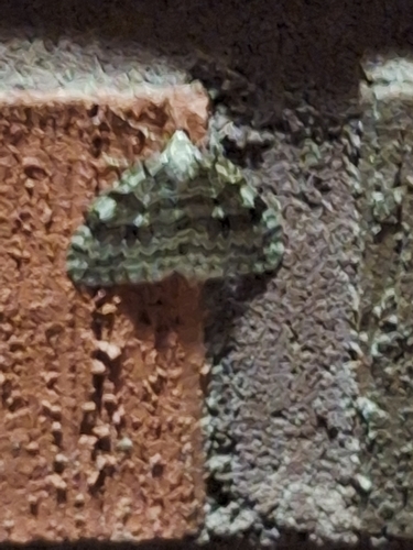 Autumnal Moth