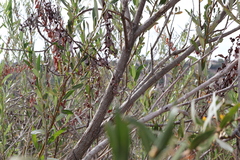 Salix lasiolepis