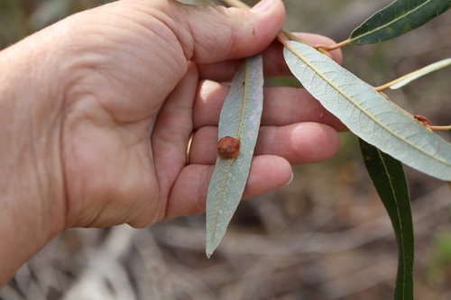 Salix lasiolepis, photograph 2