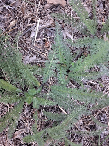 common yarrow