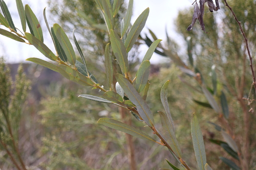 Salix lasiolepis, photograph 3