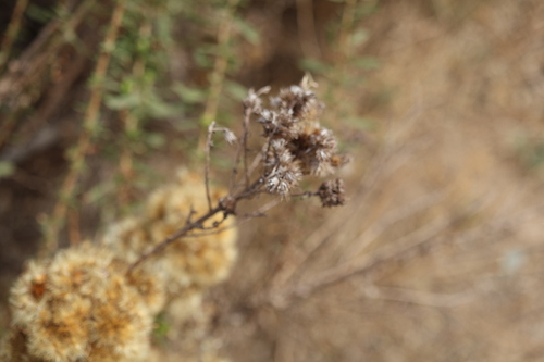 Isocoma menziesii, photograph 1