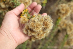 Isocoma menziesii, photograph author not stated, no rights reserved