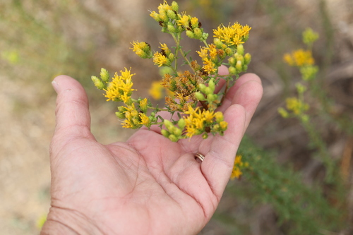 Isocoma menziesii, photograph 3