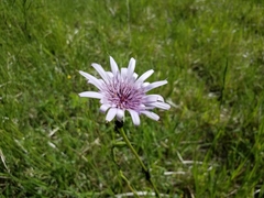 Tragopogon porrifolius