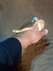 Arizona elegans candida