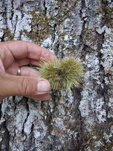 Sweet Chestnut