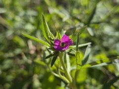 Geranium dissectum, photograph (c) Bobo-X, some rights reserved (CC BY)