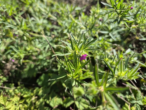 Geranium dissectum, photograph 5