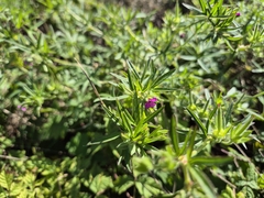 Geranium dissectum, photograph (c) Bobo-X, some rights reserved (CC BY)