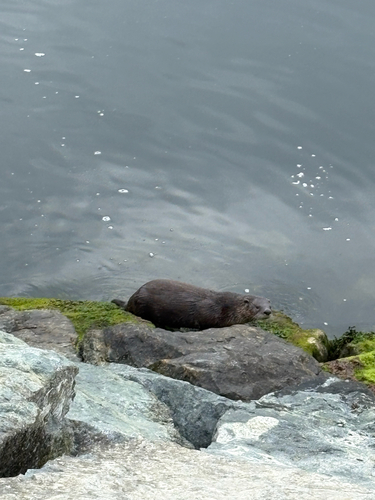 North American River Otter