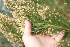 Baccharis sarothroides, photograph author not stated, no rights reserved