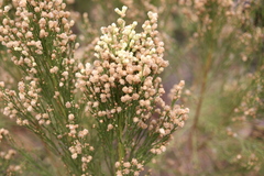Baccharis sarothroides, photograph author not stated, no rights reserved
