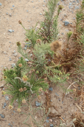 Erigeron bonariensis, photograph 4