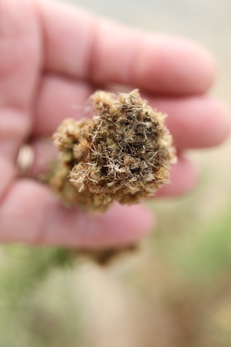 Erigeron bonariensis, photograph 6