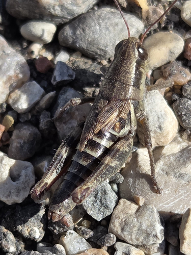 Dawson's Spur-throat Grasshopper