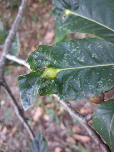 Asian Chestnut Gall Wasp
