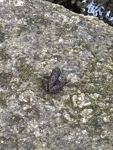 Iberian Frog