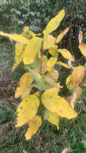 common milkweed